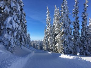 Purplesnow winter 2019